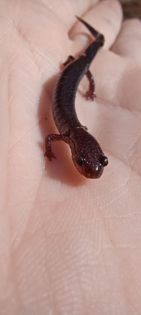 Northern Ravine Salamander