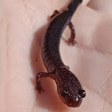 Northern Ravine Salamander