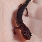 Northern Ravine Salamander