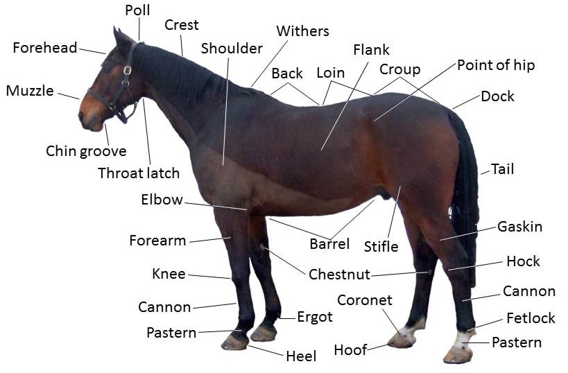 Image result for horse what is where