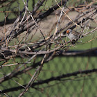 Chipping Sparrow