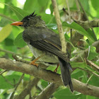 Seychelles Bulbul