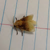 Southern Flannel Moth