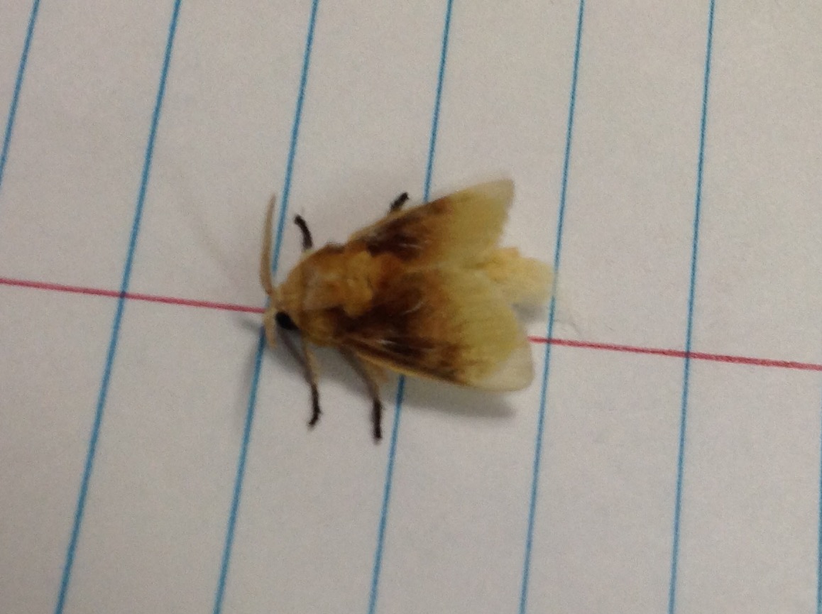 Southern Flannel Moth