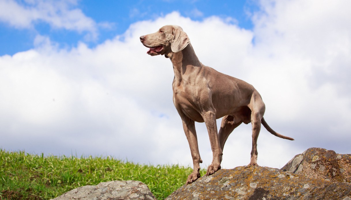 Bracco grigio o Weimaraner: un cane nobile e di grande carattere. | PG  Magazine