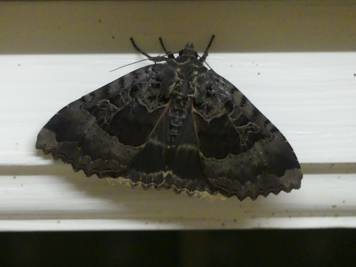 Old Lady Moth