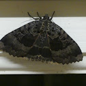 Old Lady Moth