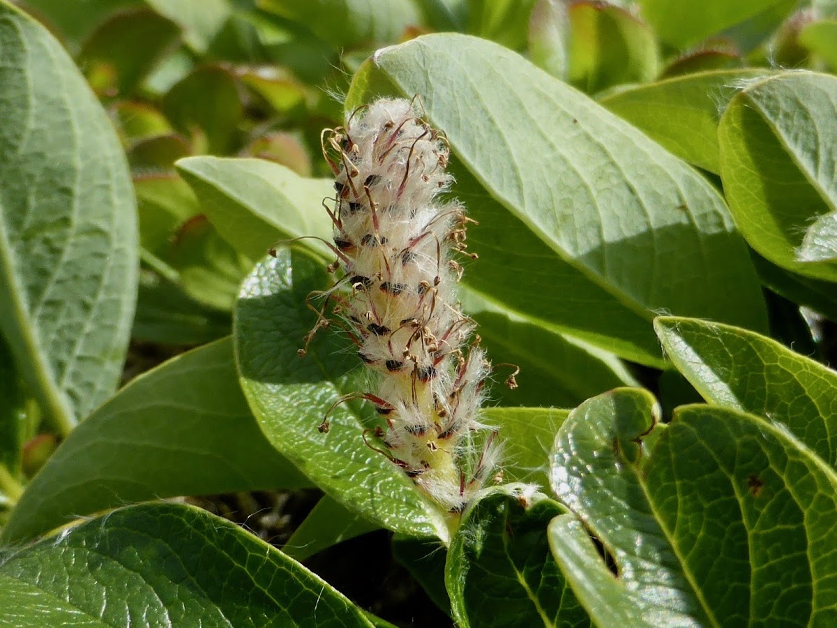 Arctic Willow