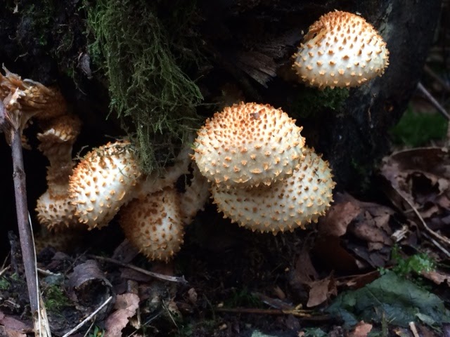 Scaly Pholiota