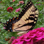 Eastern Tiger Swallowtail