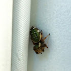 Golden Jumping Spider