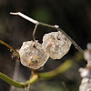 Clammy Ground-cherry