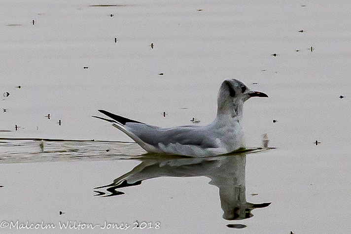 Black-headed Gull