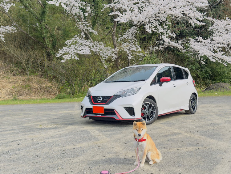 ノートのノートニスモ・ノートe-POWER NISMO・桜×愛車に関するカスタム事例の投稿画像1枚目