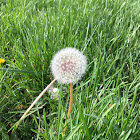 dandelion