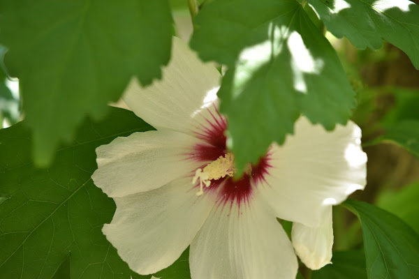 Hibiscus siryacus read heart di andrea_poggi