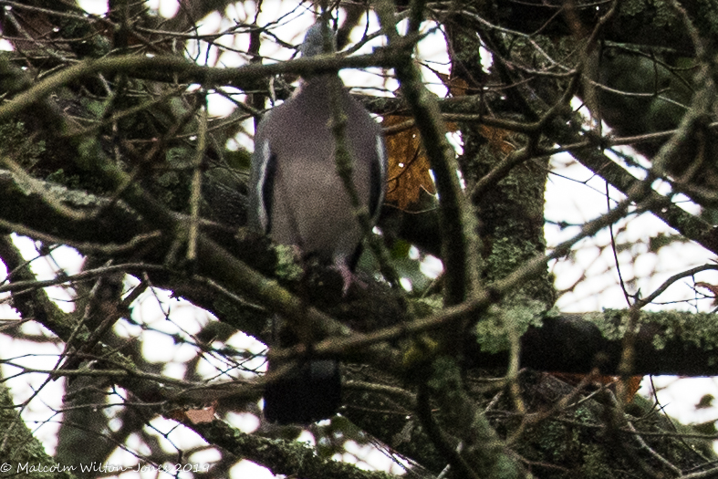 Woodpigeon