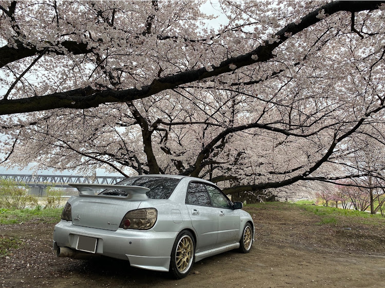 インプレッサ WRXの桜と愛車・オン会・コロナウイルスに負けるなに関するカスタム事例の投稿画像3枚目