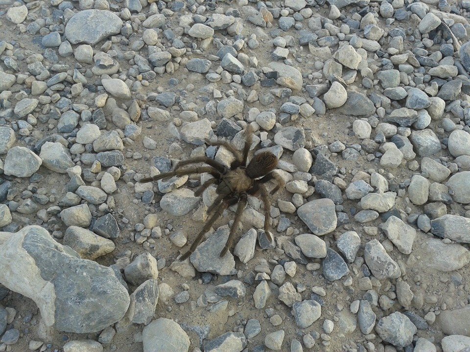 Tarantula