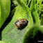 Ladybird pupa?