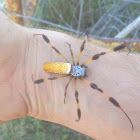 Golden Silk Orbweaver