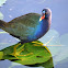 Purple Gallinule