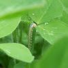 Sawfly Larvae