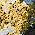 Maritime Sunburst Lichen