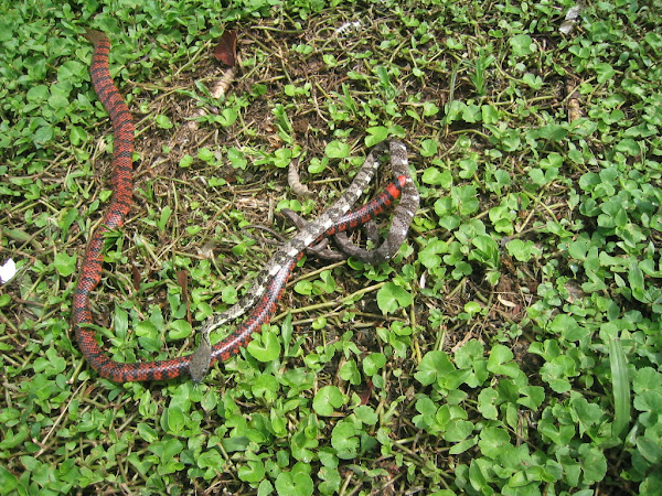 American Pipe Snake