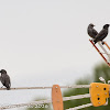 Spotless Starling; Estornino Negro