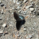 Red-spotted Purple