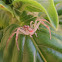 Crab spider