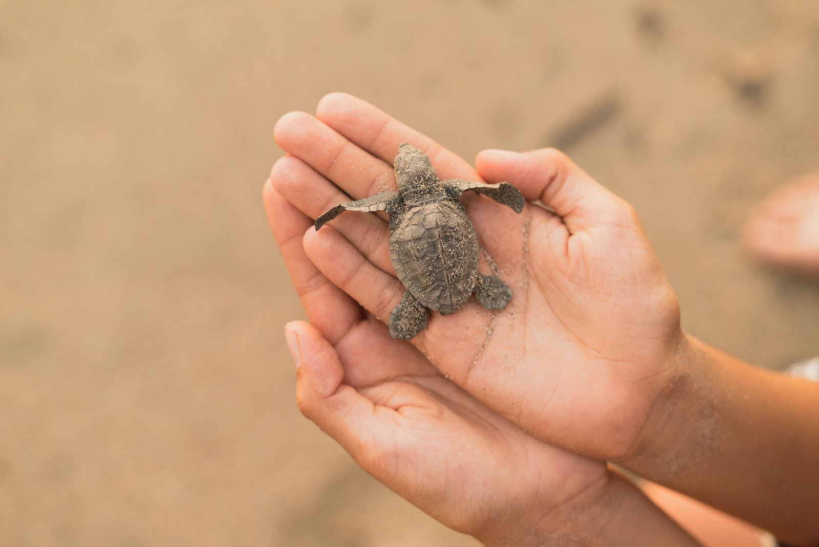 Baby turtle, Costa Rica