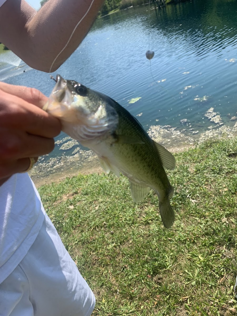 Large mouth bass