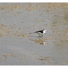 Motacilla alba 白鶺鴒