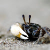 Fiddler Crab