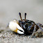 Fiddler Crab