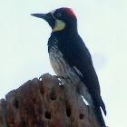 Acorn woodpecker