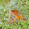 Gulf fritillary