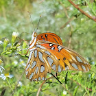 Gulf fritillary