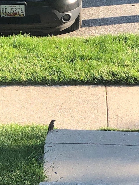 Rusty blackbird