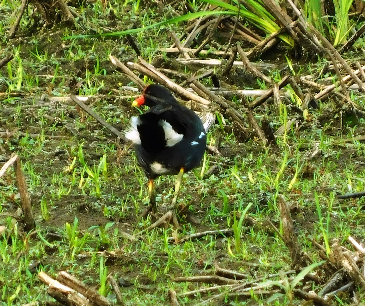 Common Gallinule