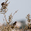 House Sparrow