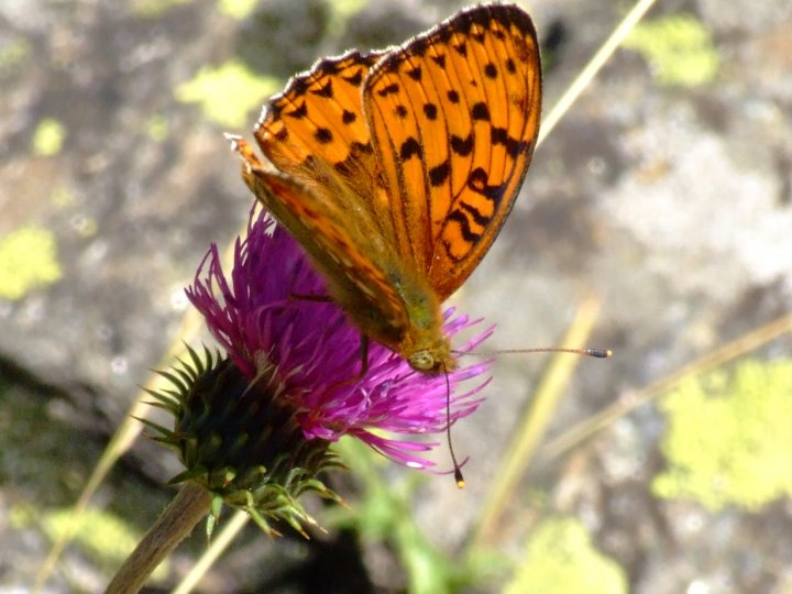 Farfalla sul fiore di gianky