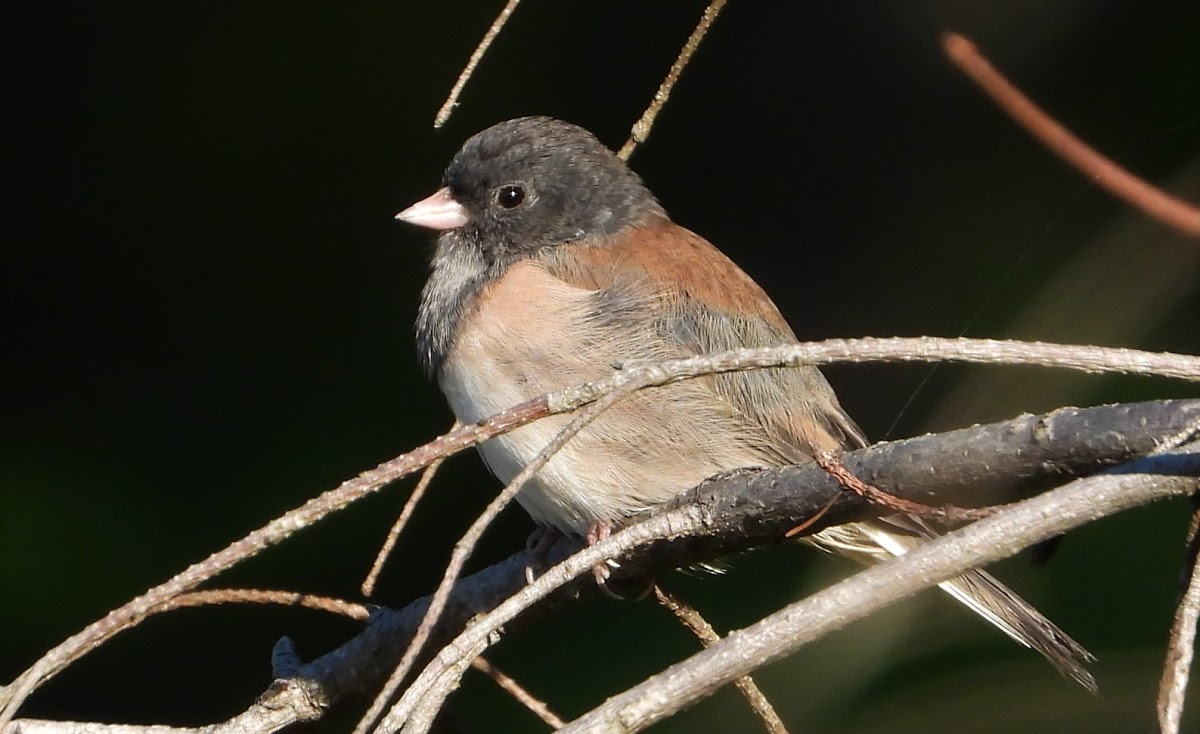 Oregon dark-eyed junco (with partial leucism)