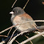 Oregon dark-eyed junco (with partial leucism)