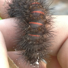 Giant Leopard Moth Caterpillar