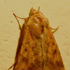 cotton bollworm, corn earworm