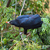 Asian koel / கோகிலம்