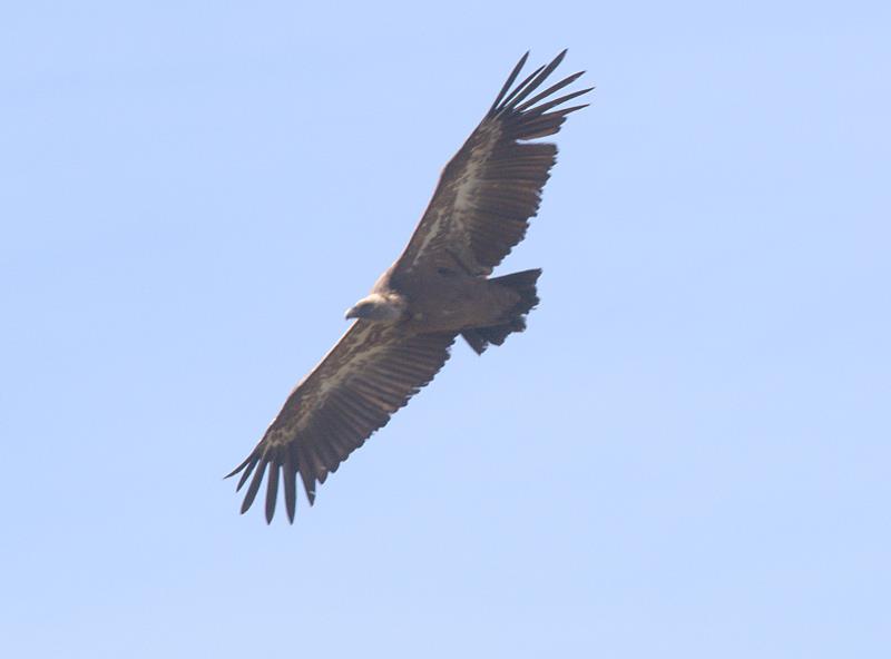 griffon vulture_rsz.jpg